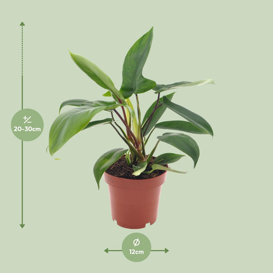 Philodendron Florida Green – Pflegeleichte Zimmerpflanze Ø12cm