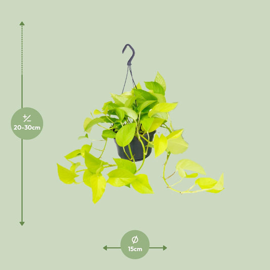 Efeutute Golden Pothos Ø15cm – Pflegeleichte Kletterpflanze