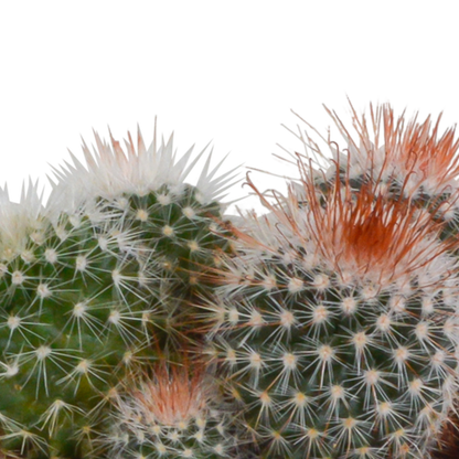 Bolcactus Kakteen-Mischung im weißen Topf 8,5 cm