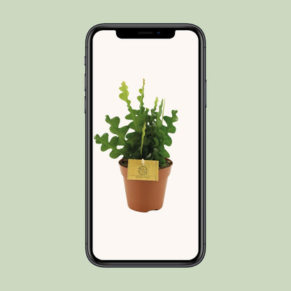 Epiphyllum Anguliger – Fischgrät-Kaktus Ø12cm, 30cm hoch