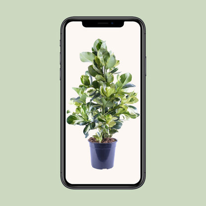 Clusia Rosea White Star – Pflegeleichter Autogrammbaum Ø24cm