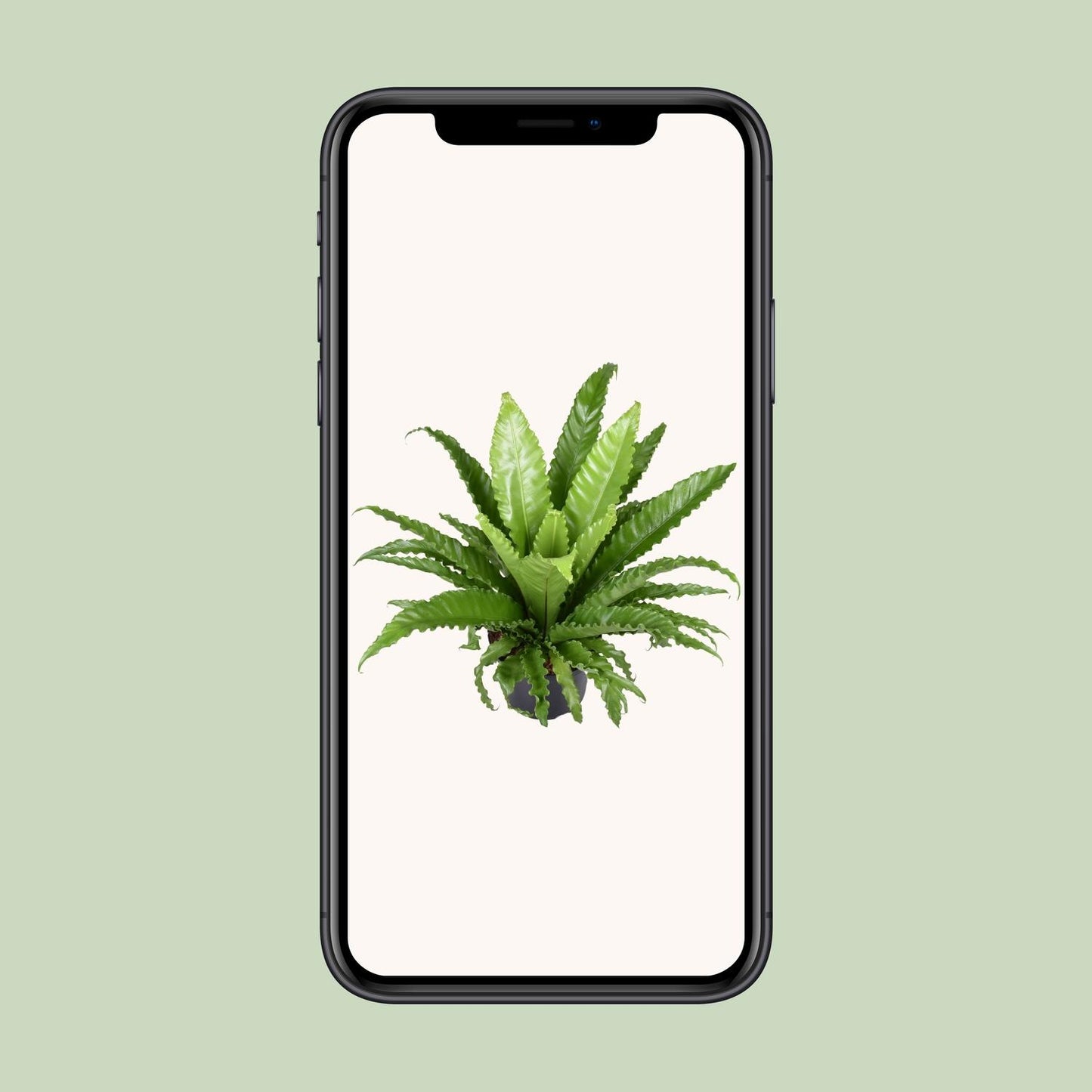 Asplenium Antiquum Osaka – Pflegeleichter Zimmerfarn Ø23cm