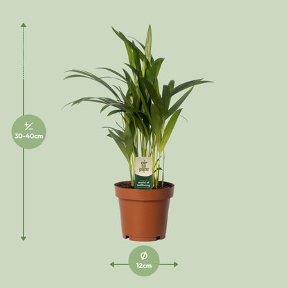 Dypsis lutescens – Pflegeleichte Bambuspalme Ø12cm, 40cm hoch