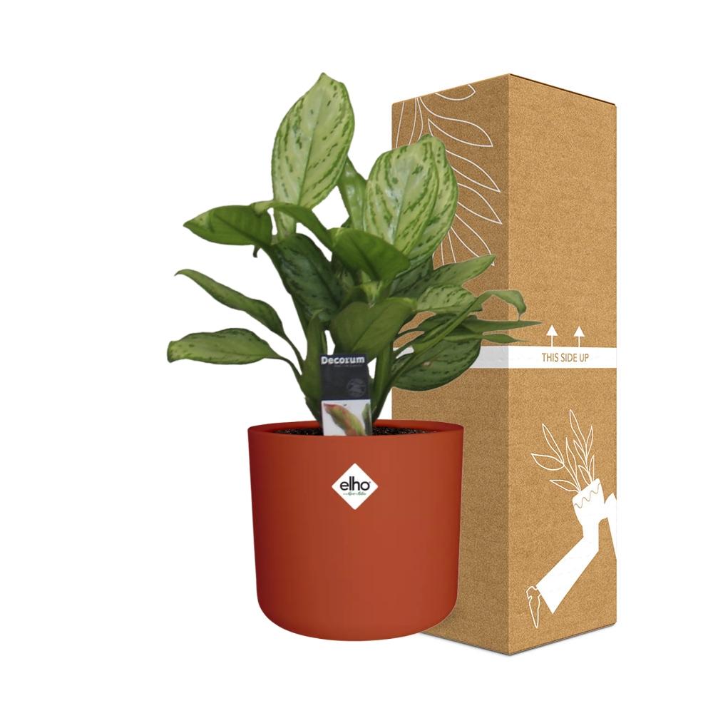 Aglaonema Christina – Luftreinigende Zimmerpflanze im ELHO b.for soft Rond 14cm Brique