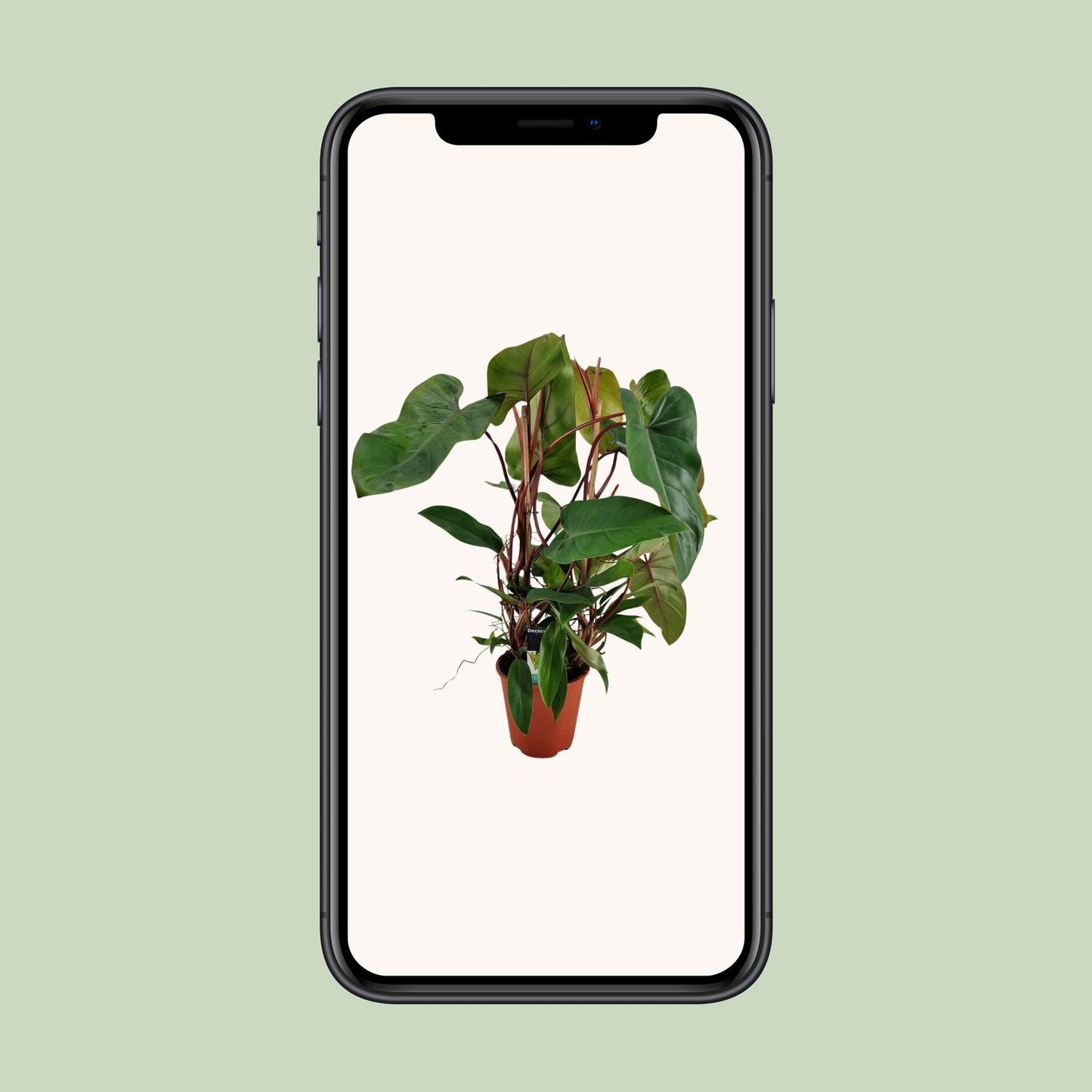 Philodendron Red Twins – Pflegeleichte Zimmerpflanze Ø19cm