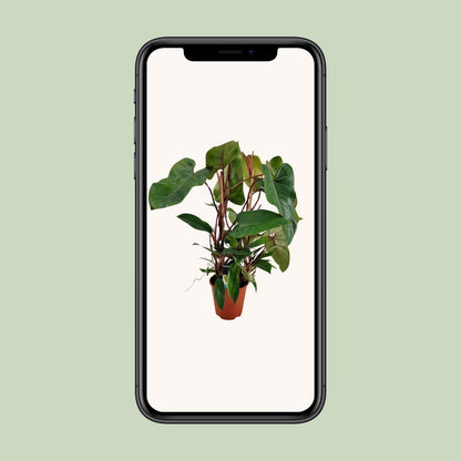 Philodendron Red Twins – Pflegeleichte Zimmerpflanze Ø19cm
