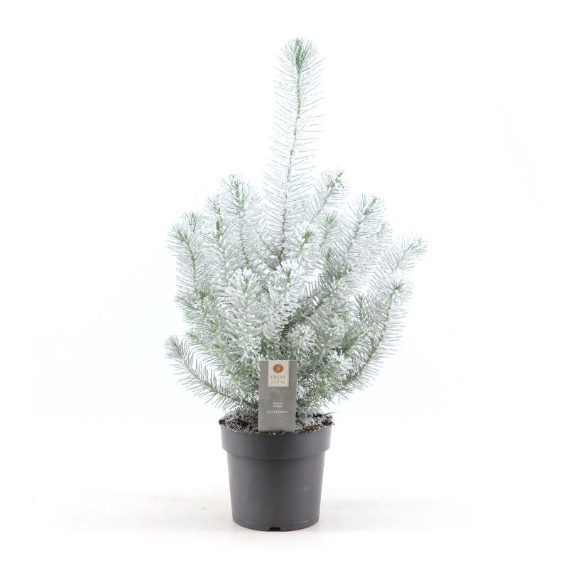 Pinus Pinea 'Silver Crest' – Pflegeleichte Kiefer im Topf Ø17 cm