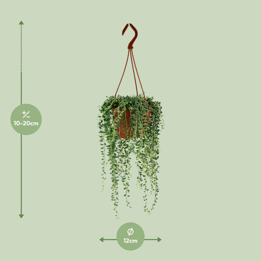 Senecio Herreianus – Pflegeleichte Sukkulente Ø12cm