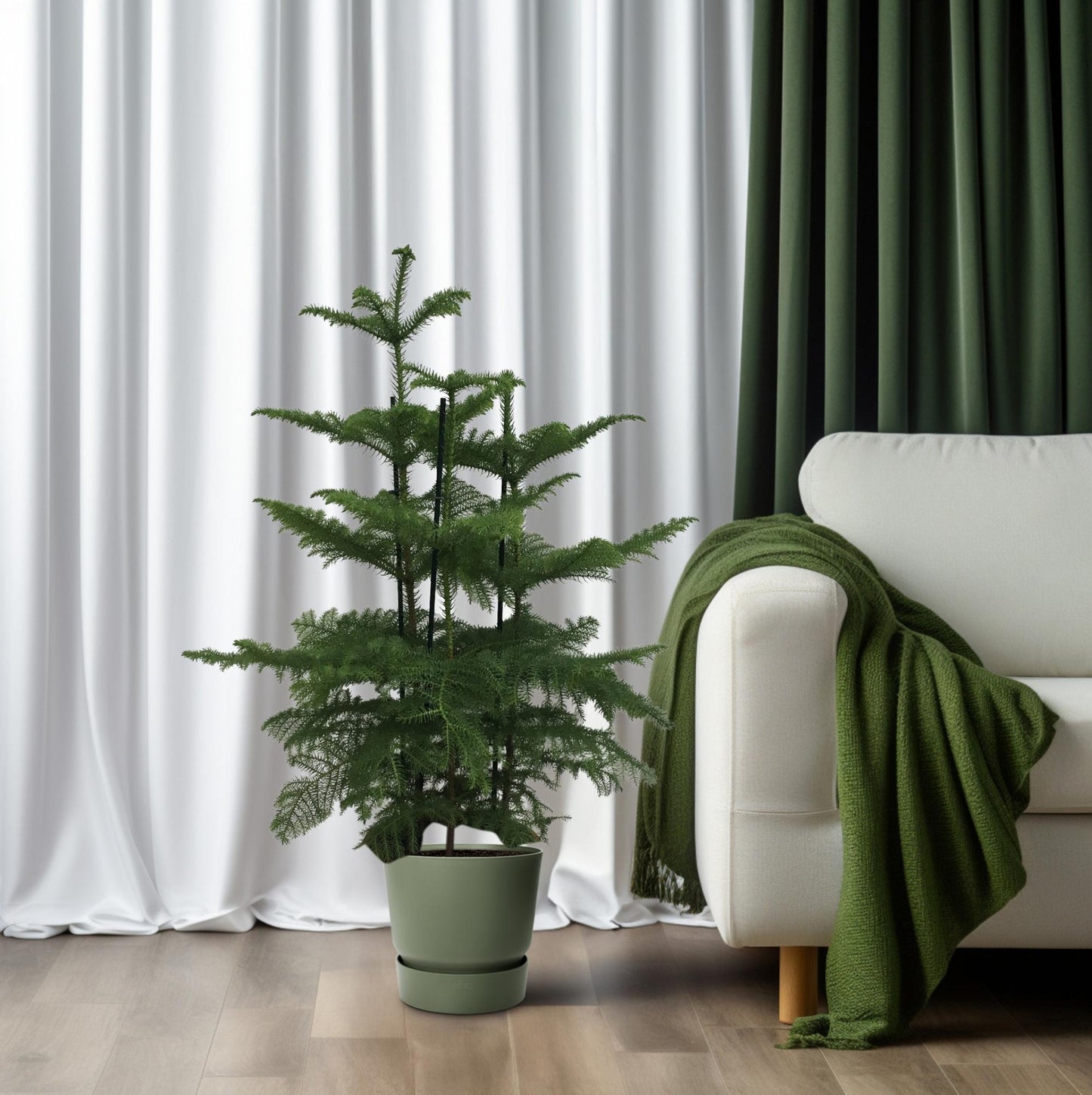 Araucaria (Affenbaum) Ø27cm, 110cm hoch