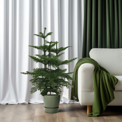 Araucaria (Affenbaum) Ø27cm, 110cm hoch