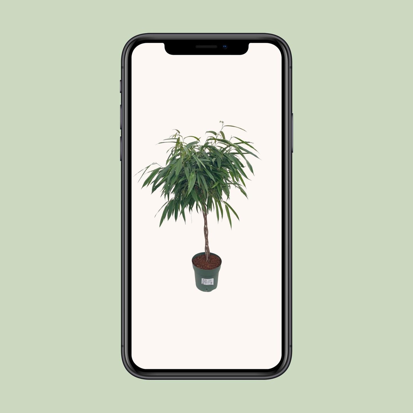 Bonsai-Feige 'Alii' geflochten – pflegeleichte Zimmerpflanze 110 cm