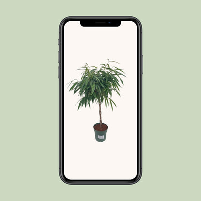 Bonsai-Feige 'Alii' geflochten – pflegeleichte Zimmerpflanze 110 cm