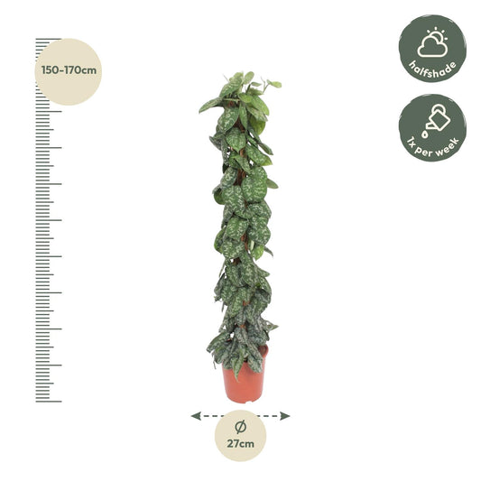 Scindapsus Pictus Trebie mit Moosstab 160 cm ø30 cm