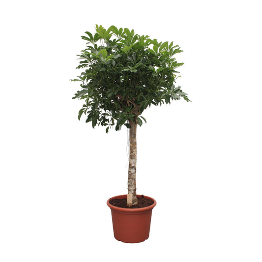 Schefflera Arboricola Compacta – 180 cm, Ø35 cm