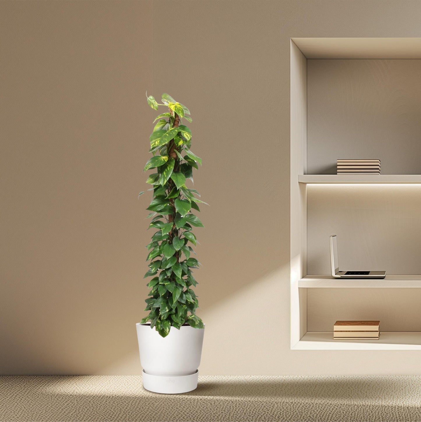 Epipremnum Aureum Mosstok – 180 cm, Ø34 cm, pflegeleicht