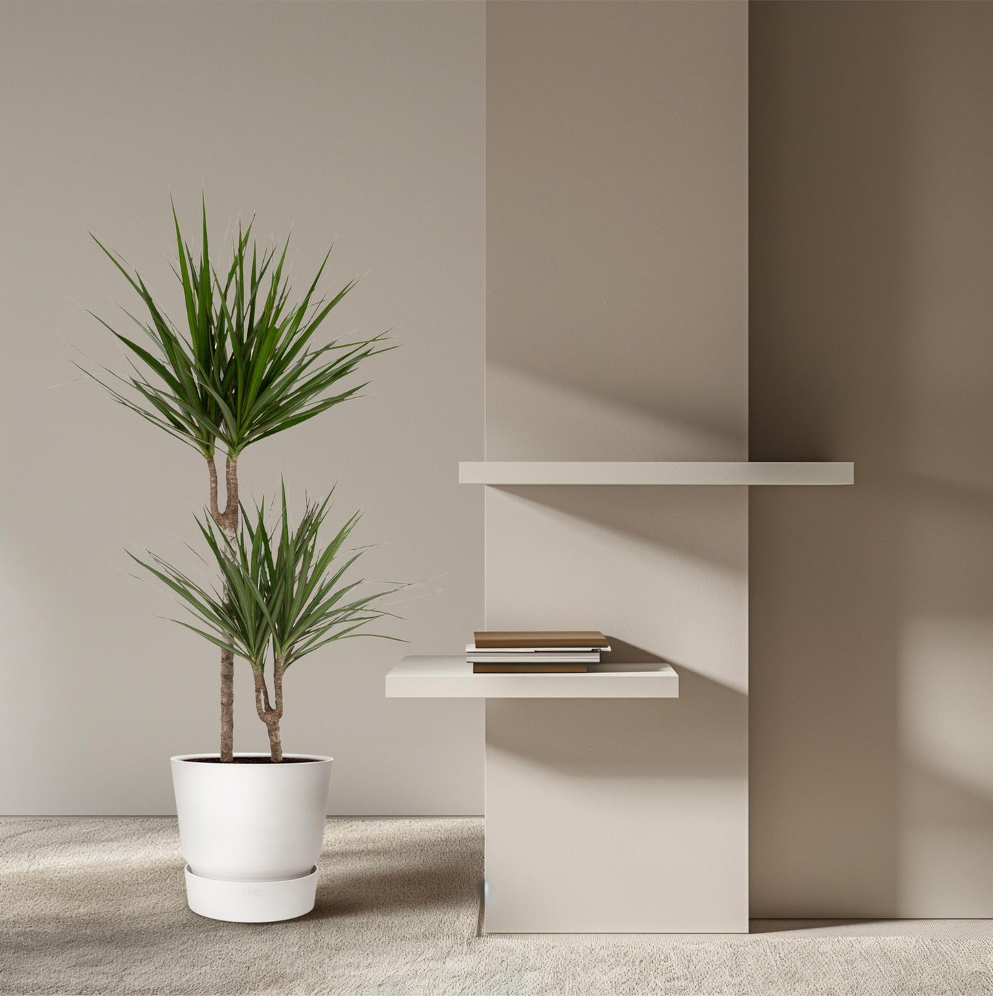 Dracaena Marginata – Pflegeleichte Zimmerpflanze Ø19cm
