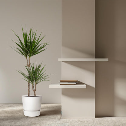 Dracaena Marginata – Pflegeleichte Zimmerpflanze Ø19cm