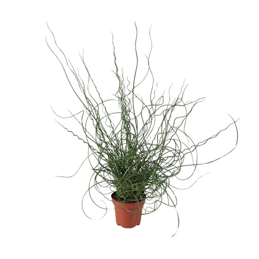Juncus Effusus Spiralis – Gemeine Binse, Ø12cm, 30cm hoch