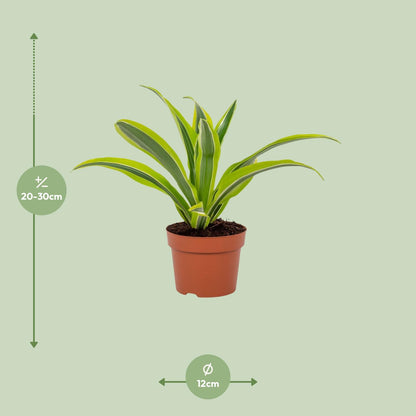 Drachenbaum Lemon Lime – Pflegeleichte Zimmerpflanze 27 cm