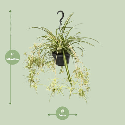 Chlorophytum comosum Variegatum – Spinnenpflanze Ø14cm