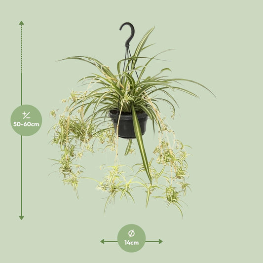 Chlorophytum comosum Variegatum – Spinnenpflanze Ø14cm