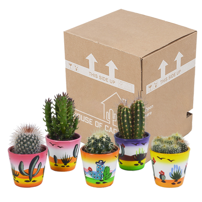 Kakteenmischung 5x im handbemalten Mexiko-Pot 5,5 cm