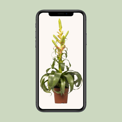 Tillandsia Samantha – Pflegeleichte Luftpflanze Ø12cm, 55cm hoch