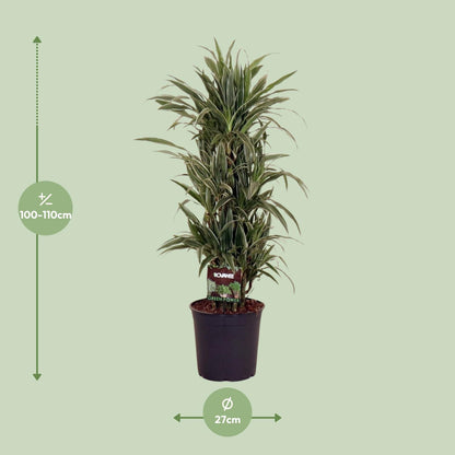 Dracaena Warneckei Ø27cm – Pflegeleichter Drachenbaum bis 110cm