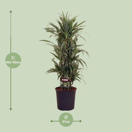 Dracaena Warneckei Ø27cm – Pflegeleichter Drachenbaum bis 110cm