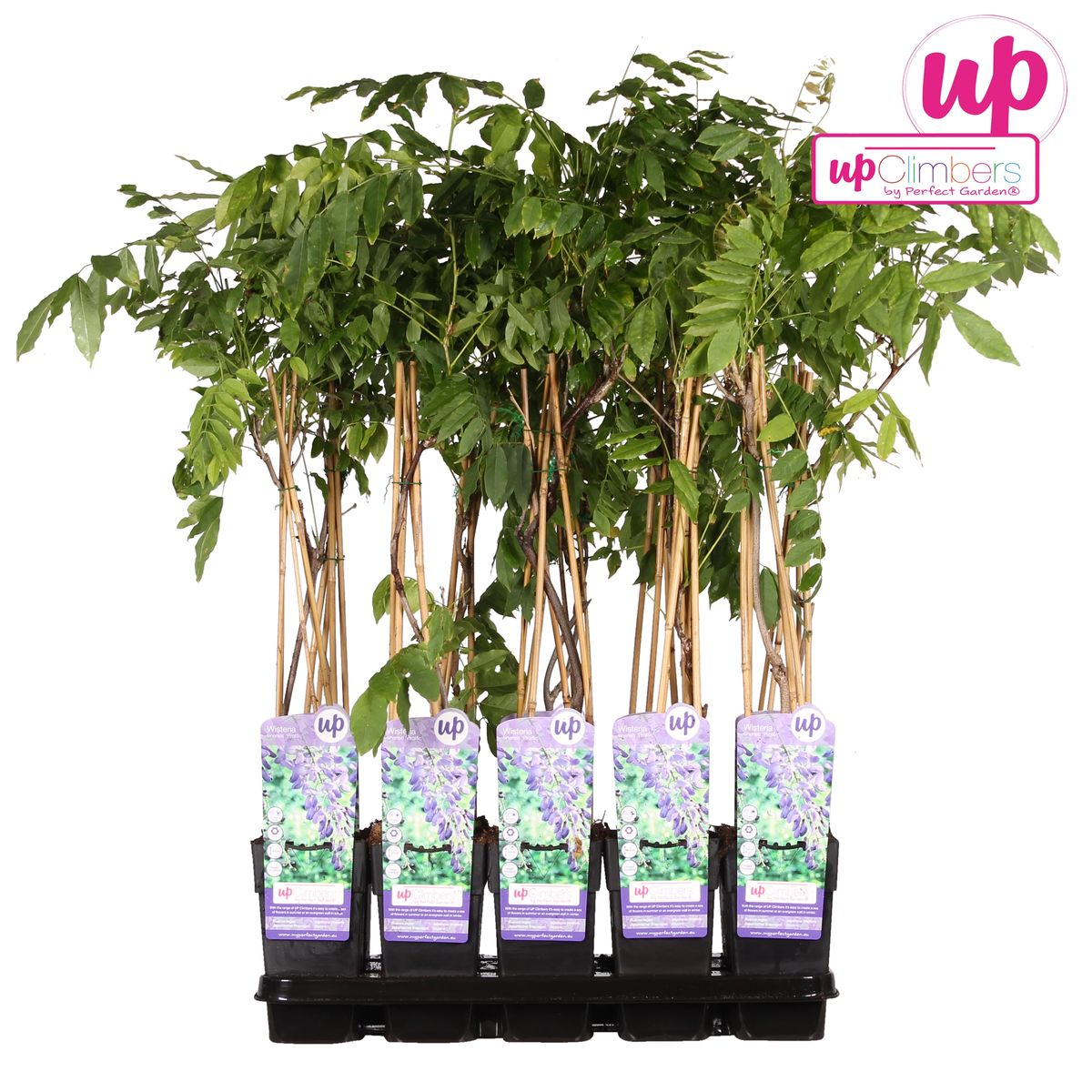 Glyzinie Wisteria sinensis 'Prolific' – Blauer Regen Ø15cm