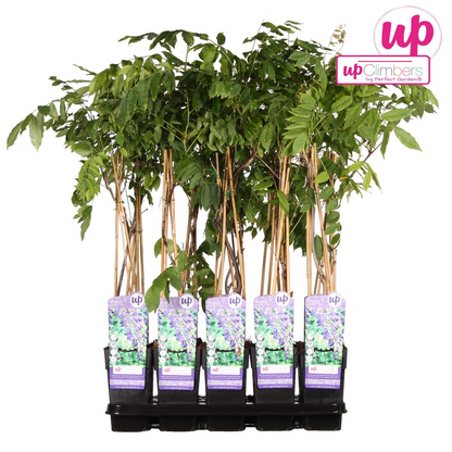 Glyzinie Wisteria sinensis 'Prolific' – Blauer Regen Ø15cm