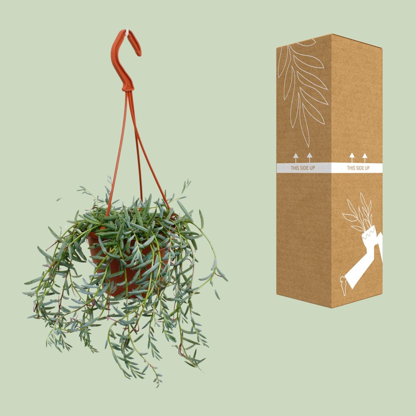 Senecio Hallianus – Pflegeleichte Sukkulente Ø12cm