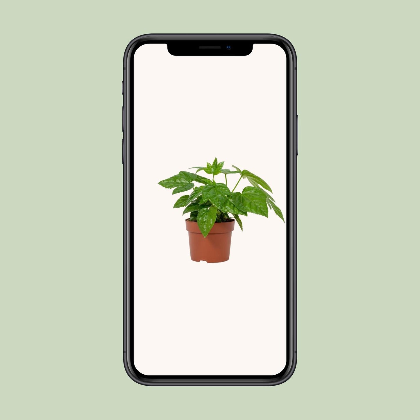 Fatsia Japonica – Pflegeleichte Japanische Aralie im 12 cm Topf