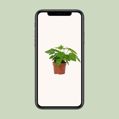 Fatsia Japonica – Pflegeleichte Japanische Aralie im 12 cm Topf
