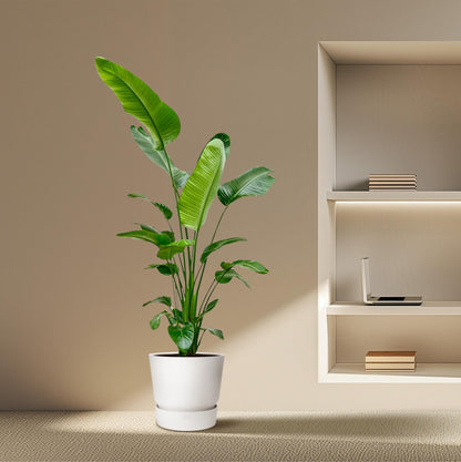 Strelitzia Nicolai – Weißer Paradiesvogel 180-200 cm