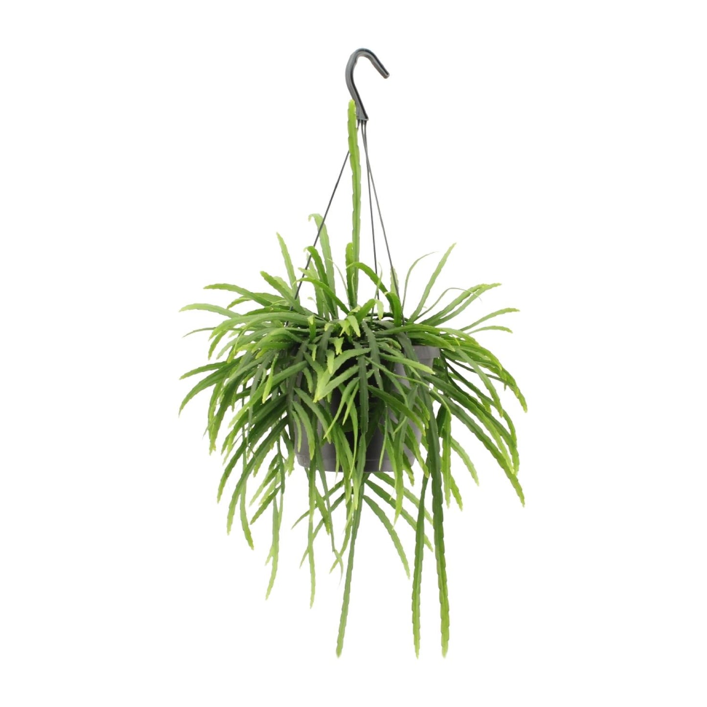 Lepismium Bolivianum – Pflegeleichter epiphytischer Kaktus Ø17cm