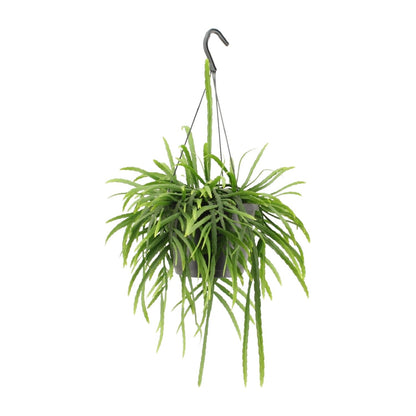 Lepismium Bolivianum – Pflegeleichter epiphytischer Kaktus Ø17cm