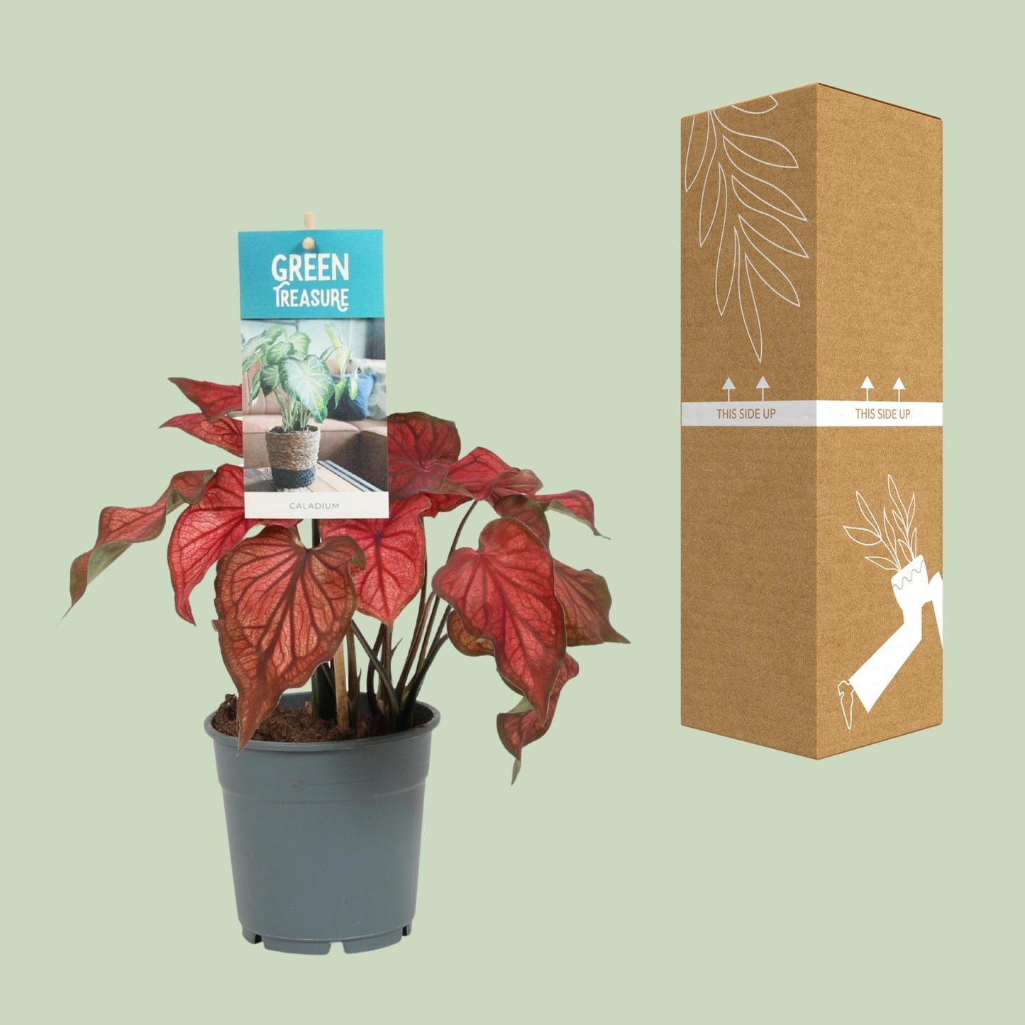 Caladium Rood – Tropische, pflegeleichte Zimmerpflanze Ø12cm