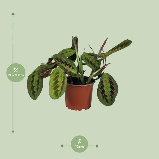 Maranta Leuconeura Fascinator – Pflegeleichte Gebetspflanze Ø12cm