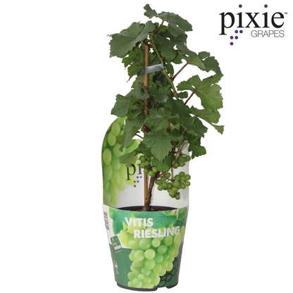 Riesling Zwergrebe 'Pixie' – Kompakte weiße Weintraube Ø14cm