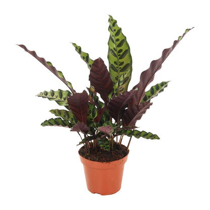 Calathea Insignis – Pflegeleichte Tropische Zimmerpflanze Ø12cm