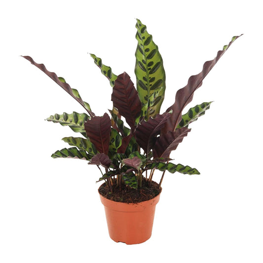 Calathea Insignis – Pflegeleichte Tropische Zimmerpflanze Ø12cm