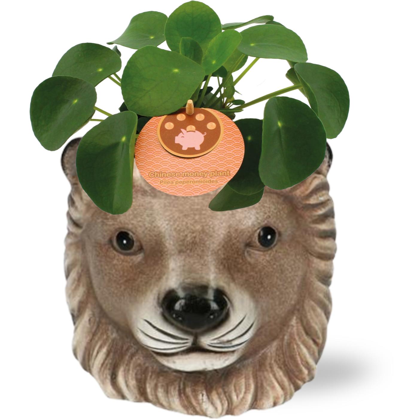 Pilea Peperomioides mit Leeuw Blumentopf Ø11cm