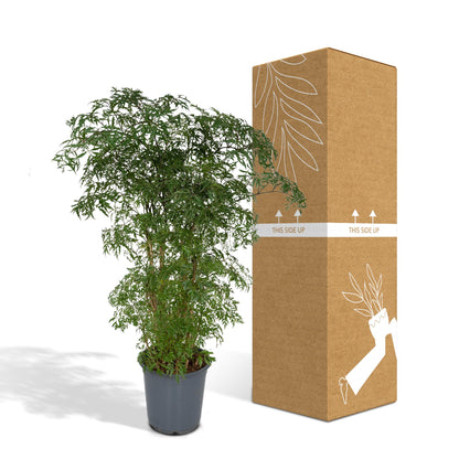 Polyscias Fruticosa (Aralia) – pflegeleichte Zimmerpflanze Ø21cm