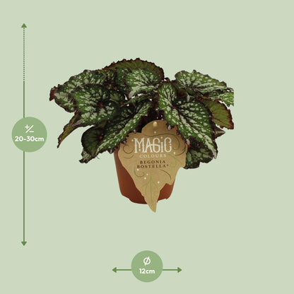 Begonia Rex Bostella – Farbenfrohe, pflegeleichte Zimmerpflanze Ø12 cm