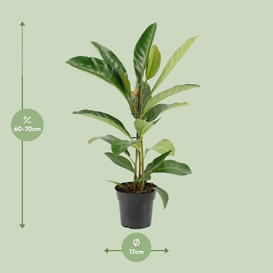 Ficus Benghalensis Roy – Pflegeleichte Zimmerpflanze Ø17cm