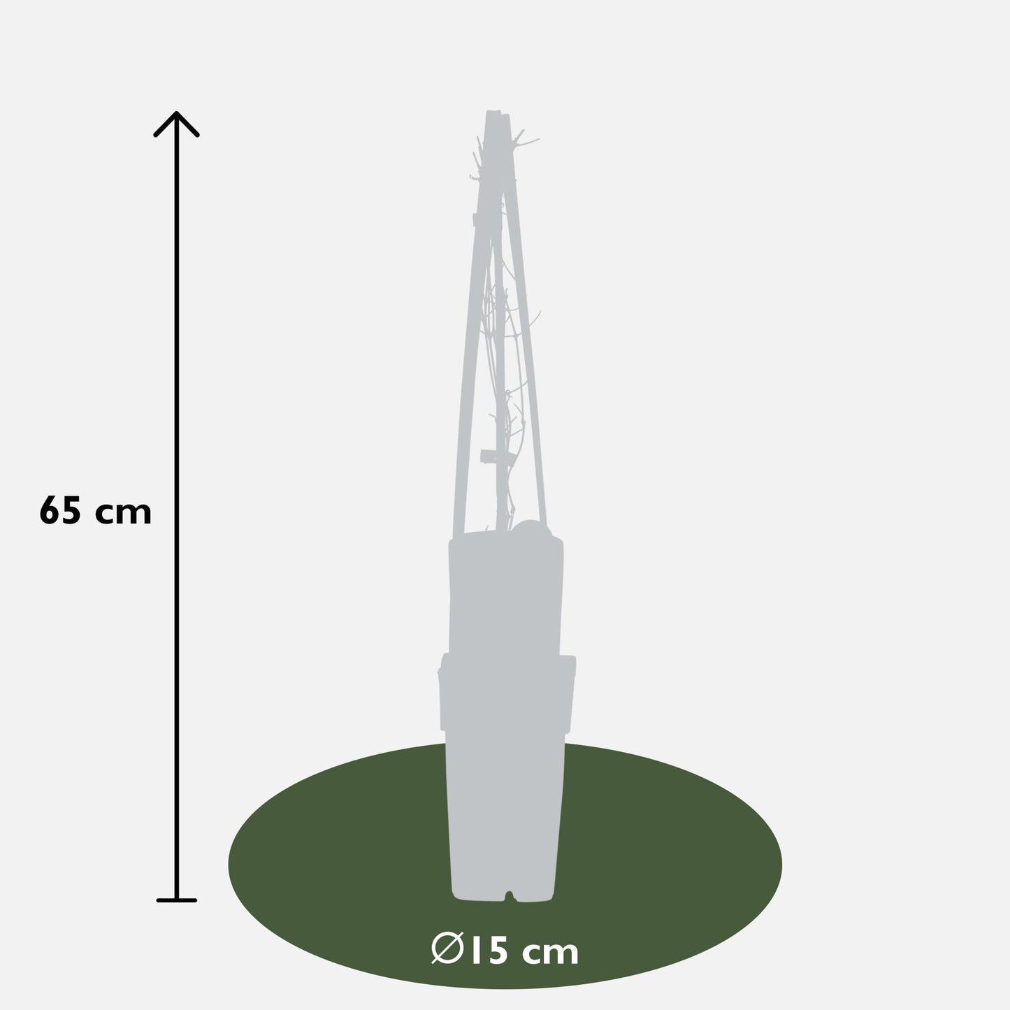 4x Clematis Nelly Moser – Blühender Kletterstar Ø15cm
