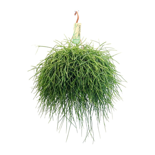 Rhipsalis Pulchra – pflegeleichte Hängepflanze Ø21 cm