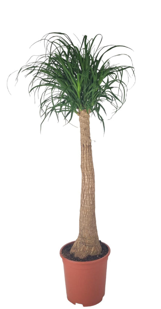 Beaucarnea Nolina – Pflegeleichte Trendpflanze Ø27cm, Höhe 120cm