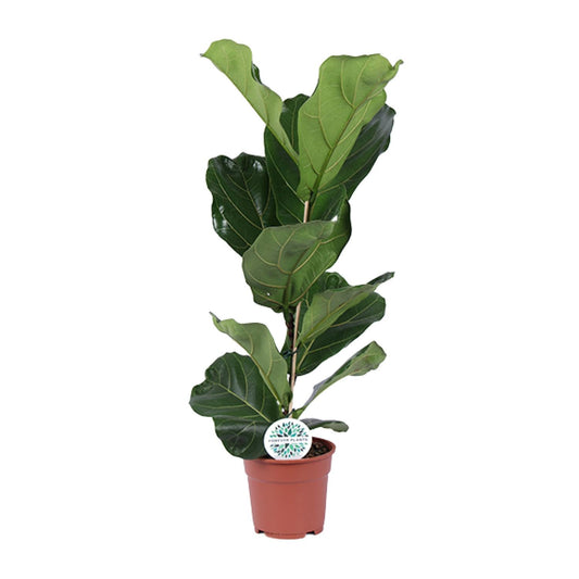 Ficus Lyrata Ø17cm – Pflegeleichte Geigenfeige für drinnen